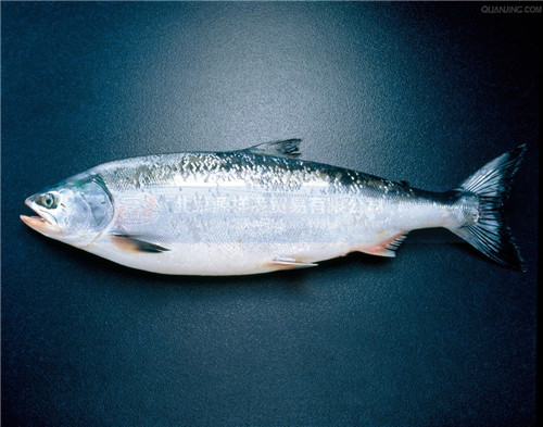三文鱼(整条)